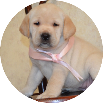 女の子 ピンク母犬サラ グレイスフルランド ラブラドールレトリバーといっしょに暮らそう 子犬の分譲販売 交配 ブリーダー 女の子 ピンク母犬サラ グレイスフルランド ラブラドールレトリバーといっしょに暮らそう 子犬の分譲販売 交配 ブリーダー